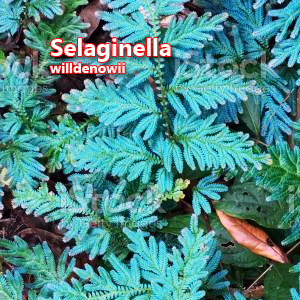 Selaginella willdenowii